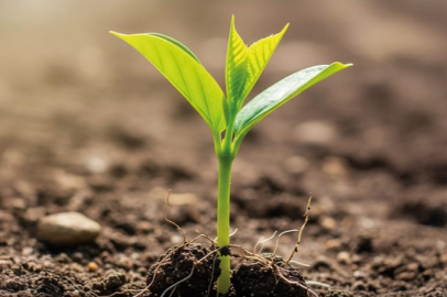 BUSADER’den ağaçlandırma hamlesi: 50 bin fidan için kollar sıvandı