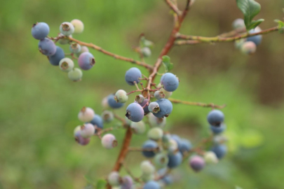 Ordu’da mavi yemiş üretimi büyüyor: Kilogramı 500 TL’den alıcı buluyor