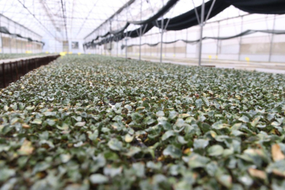 Ordu’da ilk kez üretildi: 200 bin  fide dağıtıma hazır