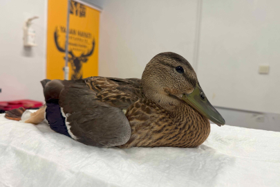 Kocaeli'de yorgun ördeğin yardımına Büyükşehir yetişti