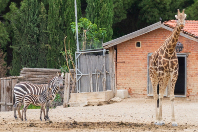 İzmir Doğal Yaşam Parkı'na 'kış' ayarı