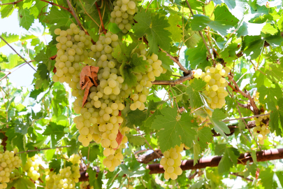 Antalya’da pekmez üretimine teknolojik dokunuş