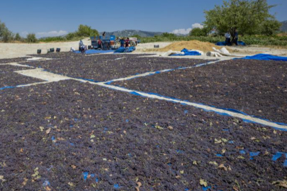 Coğrafi işaretle 'Gülnar Kuş Üzümü' değer kazandı