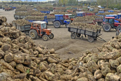 Ankara Şeker Fabrikası 14 bin ton pancar kuyruğu satacak