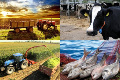 Hayvancılık destekleme miktarlarında artış! Çoban desteği ve aşı bedellleri de kapsamda