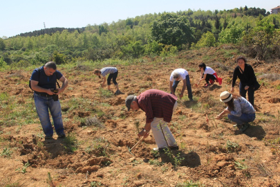 ÇEKÜL'den 'acele etmeyin' uyarısı! Yanan bölgelerde fidan dikimi için acele edilmemeli!