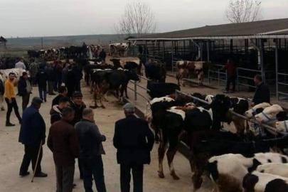 Edirne Keşan'da canlı hayvan pazarı kapatıldı