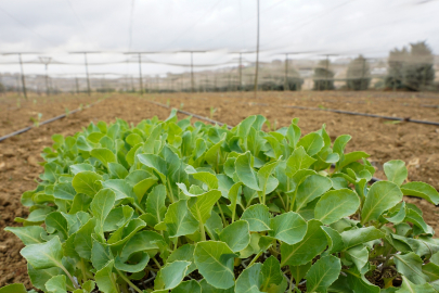 İstanbul Beylikdüzü'nde kışlık fideler toprakla buluştu
