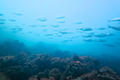 İzmit Körfezi’nde muhteşem değişim... Körfez yeniden can buldu