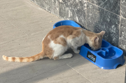 Uludağ Elektrik'in projesi sokak hayvanlarına umut oluyor