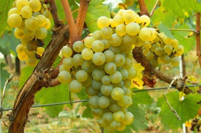 Misket Üzümü yeniden hayat buluyor... Kahvenin yanına Bornova misketi