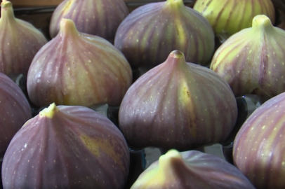 “UYMSİB: Bursa siyah inciri ihracatında zor yıl”