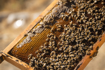 İzmir Bornova’da tatlı emek: Bal hasadı sevinci