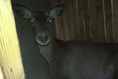 Kızıl geyikler doğaya geri döndü... Bursa’da 3 dişi geyik serbest bırakıldı