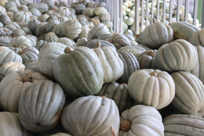 Kocaeli İzmit'te 8 tonluk yerli bal kabağı hasadı