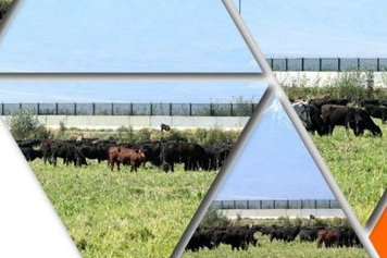 TİGEM’den 'Kırsalda Bereket Hayvancılığa Destek Projesi' için yeni duyuru