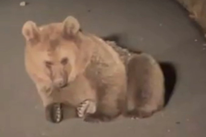 Yaralı bozayı Kars'ta tedavi altında