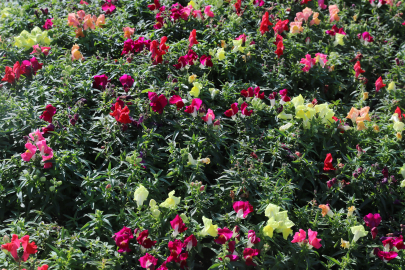 Antalya'da kışlık çiçeklerle rengarenk kent silüeti