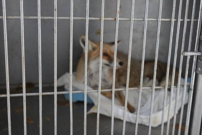 Adıyaman’da yaralı tilki doğaya kavuştu