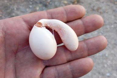 Adıyaman’da tavuğun yumurtası şaşırttı!