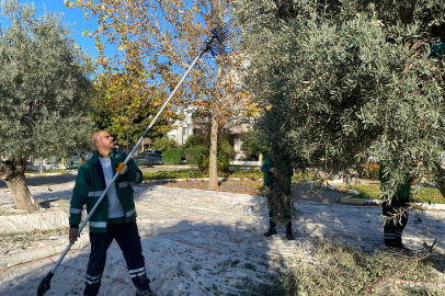 Muğla Milas'ın yeşil alanlarda zeytin hasadına devam ediyor