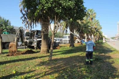 Adana Büyükşehir'den ağaç nakli
