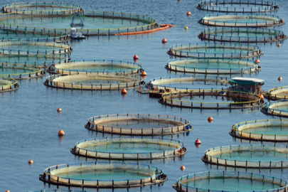 Türkiye, Akdeniz ve Karadeniz su ürünlerinde lider konumda