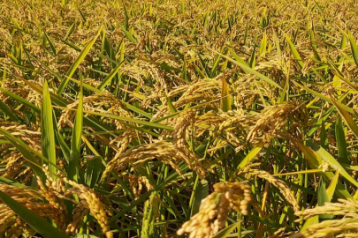 Pirinç ithalatı Ekim'de 13 kat arttı