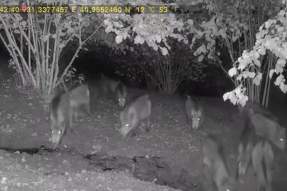 Düzce'de ayı ve domuz sürüsü köy evlerine indi!