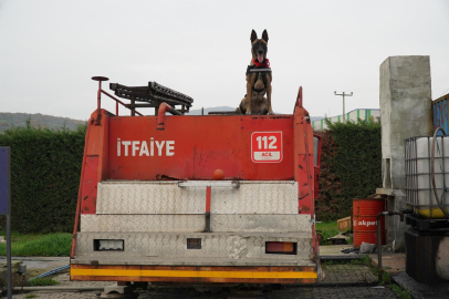 Balıkesir İtfaiyesi’nin yeni kahramanı: K9 köpeği İda