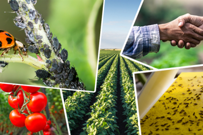 Tarımsal üretimi destekleyecek önemli düzenleme... Tarımsal destek ödemelerine ayar