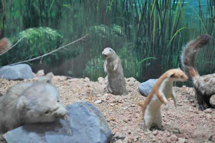 Ankara Keçiörenli minikler tabiat tarihiyle buluştu