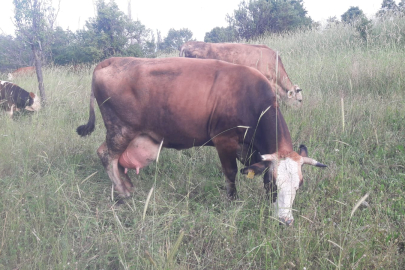 Bilecik Pazaryeri'nde çok sayıda mahalle ve köy karantinada