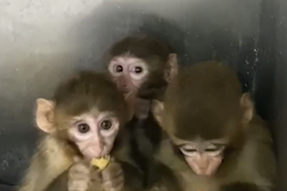 Bursa’da üç makak maymunu koruma altında