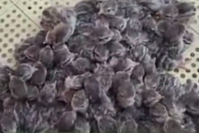 Yılın ilk keklik yavruları yumurtadan çıktı