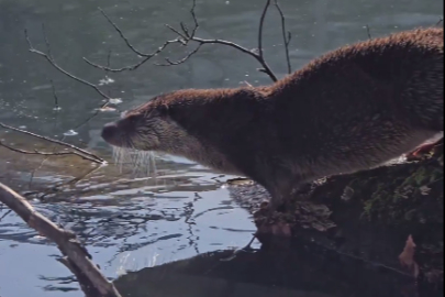 Yedigöller’de nesli tehlike altında olan su samuru görüntülendi
