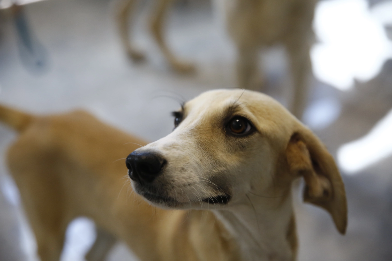 Antalya'da petshoplara sertifikalı eğitim semineri