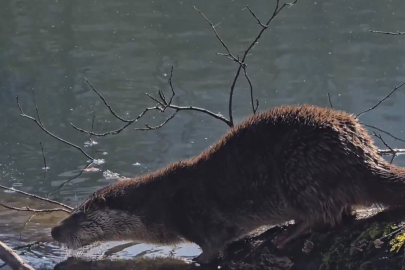 Yedigöller Milli Parkı’nda su samuru görüntülendi