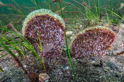 Marmara’dan umut veren keşif!