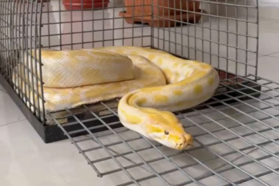 Denizli'de pitona el konuldu!