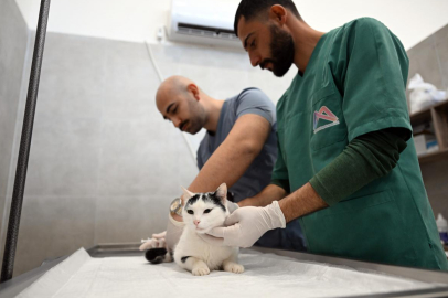 Kediler bu merkezde kısırlaştırılacak