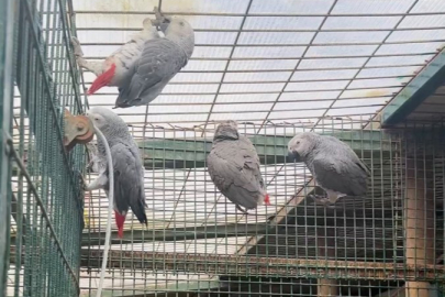 20 Afrika gri papağanına el konuldu