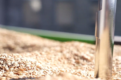 TMO’da çeltik alımları sürüyor