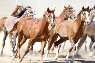 '100 milyon TL'lik tay kayıp' denilmişti