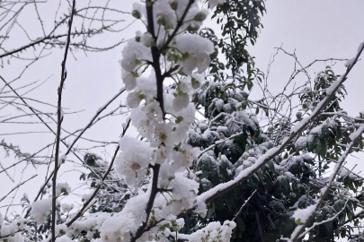 Düzce Kaynaşlı’da erken çiçek açan erik ağacına beyaz örtü!