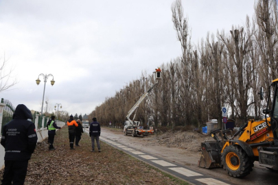 Ekolojik ömrünü tamamlayan kavaklar yerini çınarlara bırakıyor