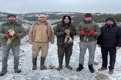 Eskişehir'de tedavi edilen yırtıcı kuşlar doğaya salındı