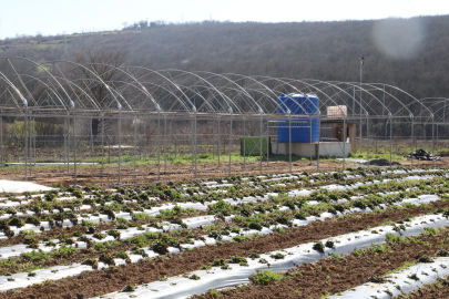 Kocaeli İzmit Belediyesi sebze serası kuruyor