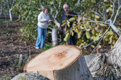 İzmir'de kesilen cevizlerin yerine umut filizlendi