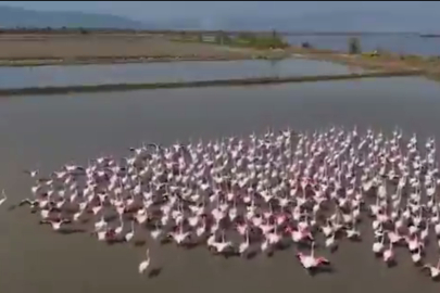 Aydın Söke’de flamingolar ve yaban kuşları için doğaya yardım